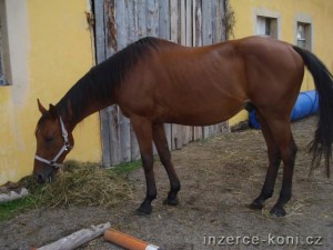 anglicky-plnokrevnik.jpg